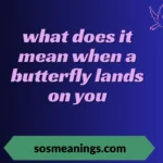 what does it mean when a butterfly lands on you