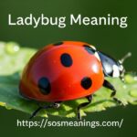 Ladybug Meaning