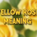 yellow roses meaning